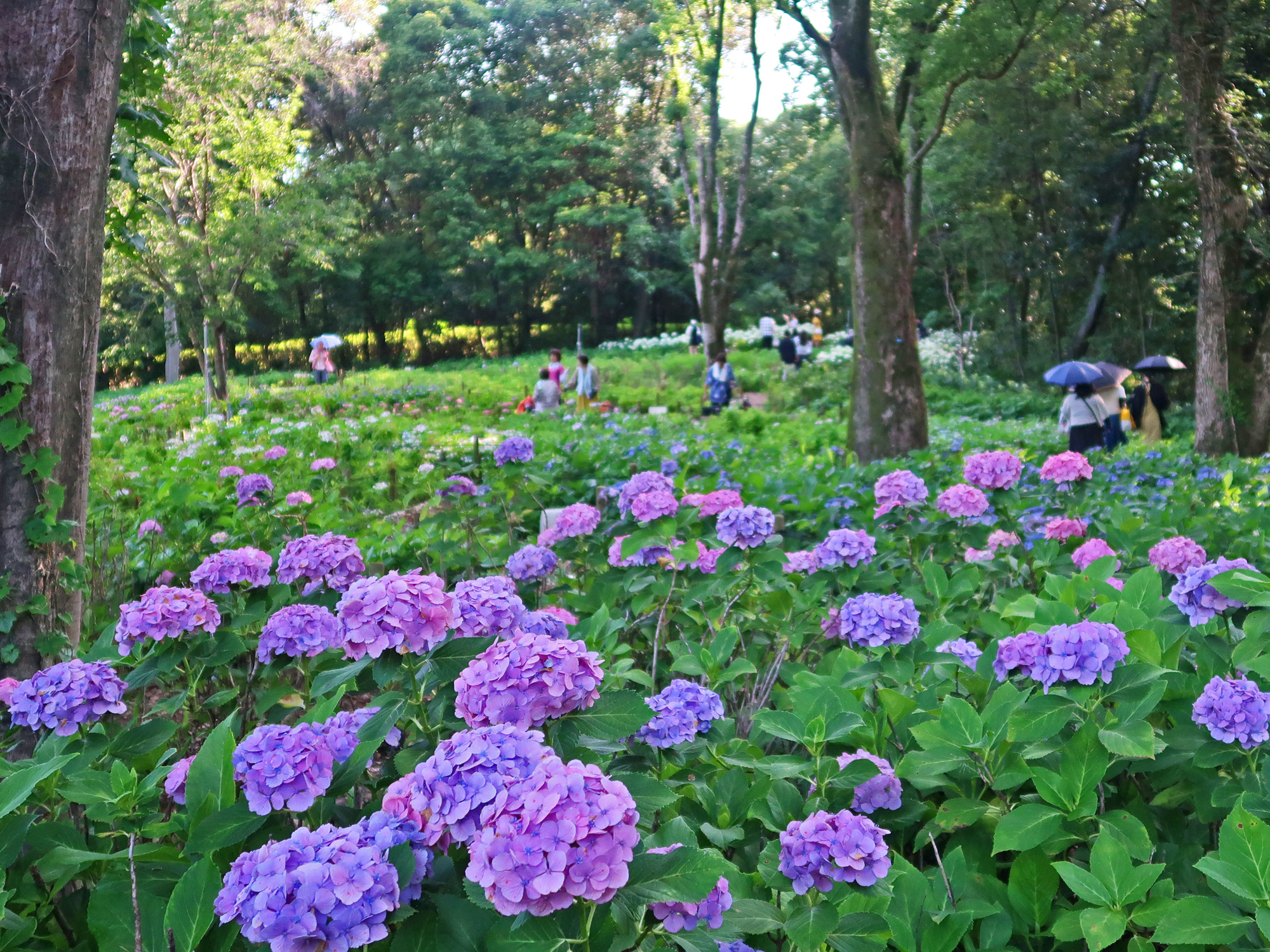 万博記念公園自然文化園　あじさいの森（改修実施設計）
